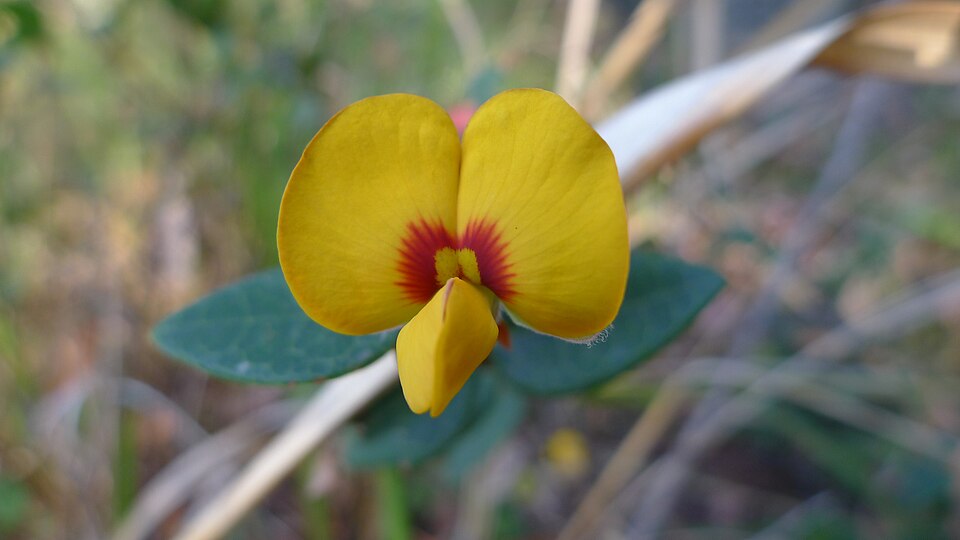 Platylobium formosum (Handsome Flat Pea) (alternate view 2)
