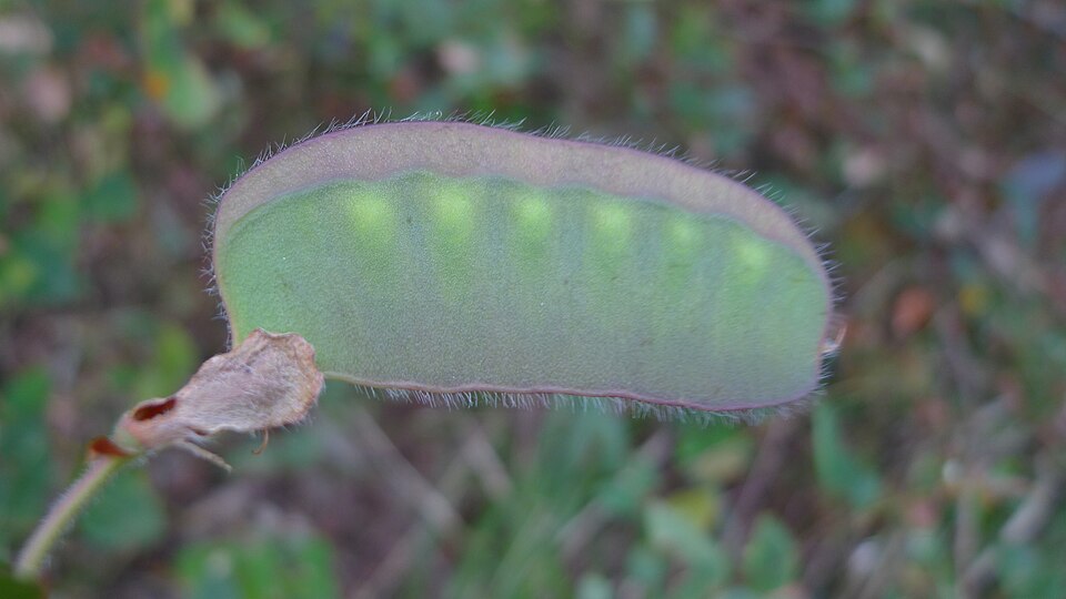 Platylobium formosum (Handsome Flat Pea) (alternate view 3)