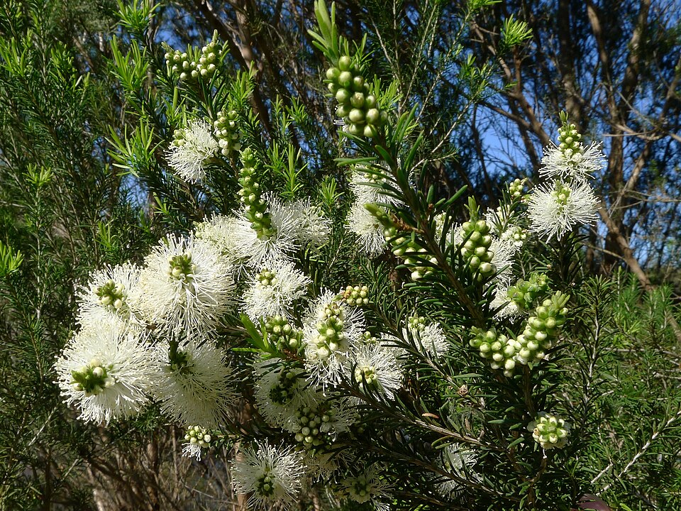 Melaleuca ericifolia (Swamp Paperbark) (alternate view 9)