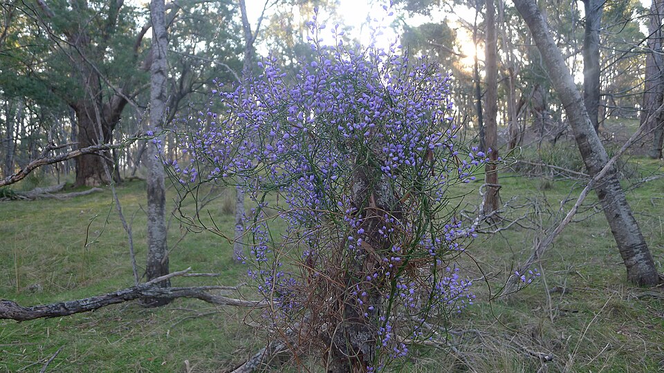 Comesperma volubile (Love Creeper) (alternate view 3)