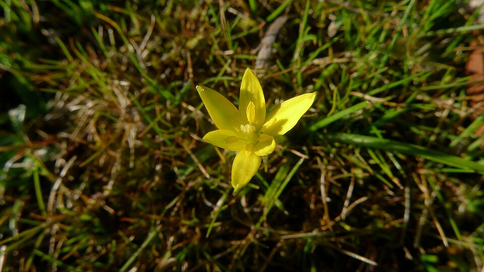 Pauridia vaginata (yellow star) (alternate view 6)