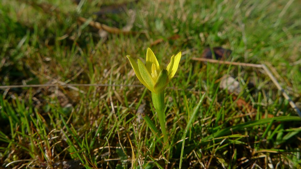 Pauridia vaginata (yellow star) (alternate view 7)