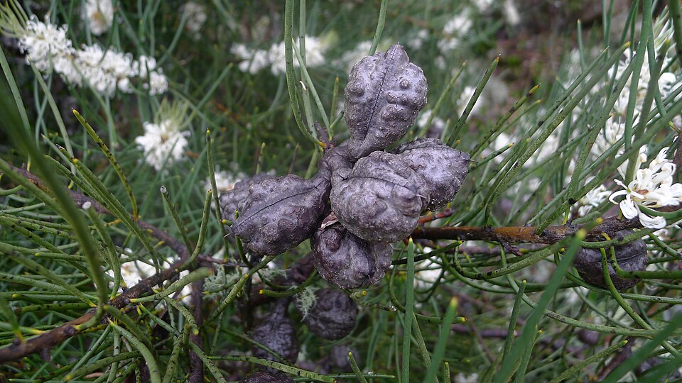 Hakea lissosperma (Mountain Needlewood) (alternate view 8)