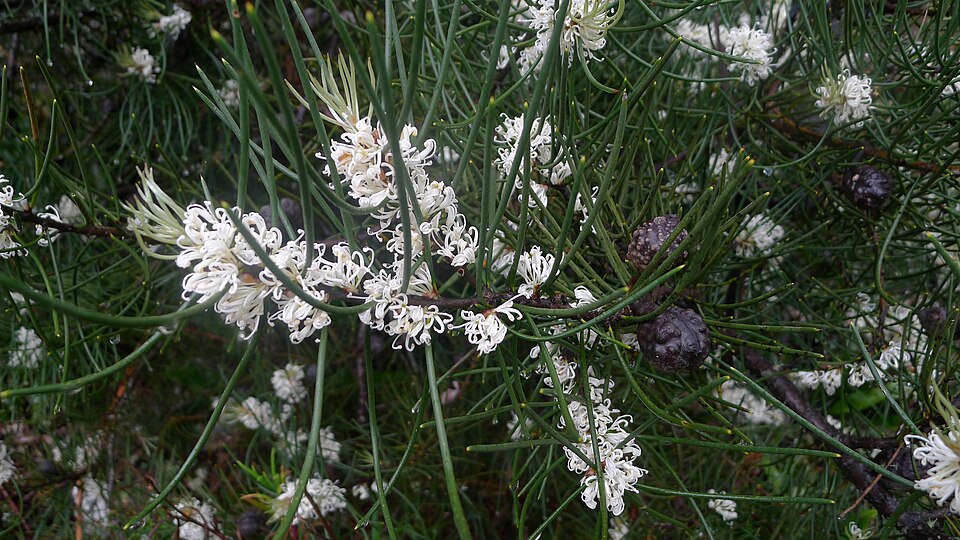 Hakea lissosperma (Mountain Needlewood) (alternate view 9)