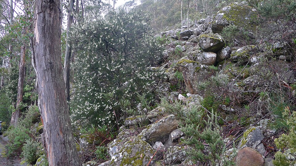 Hakea lissosperma (Mountain Needlewood) (alternate view 10)