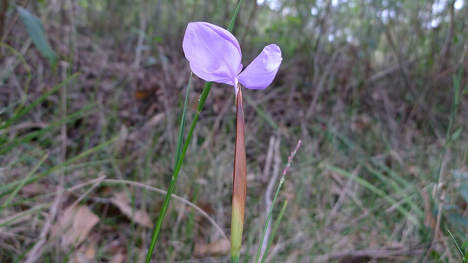 Patersonia glabrata (Leafy Purple Flag) (alternate view 2)