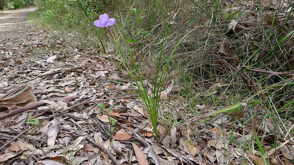 Patersonia glabrata (Leafy Purple Flag) (alternate view 3)