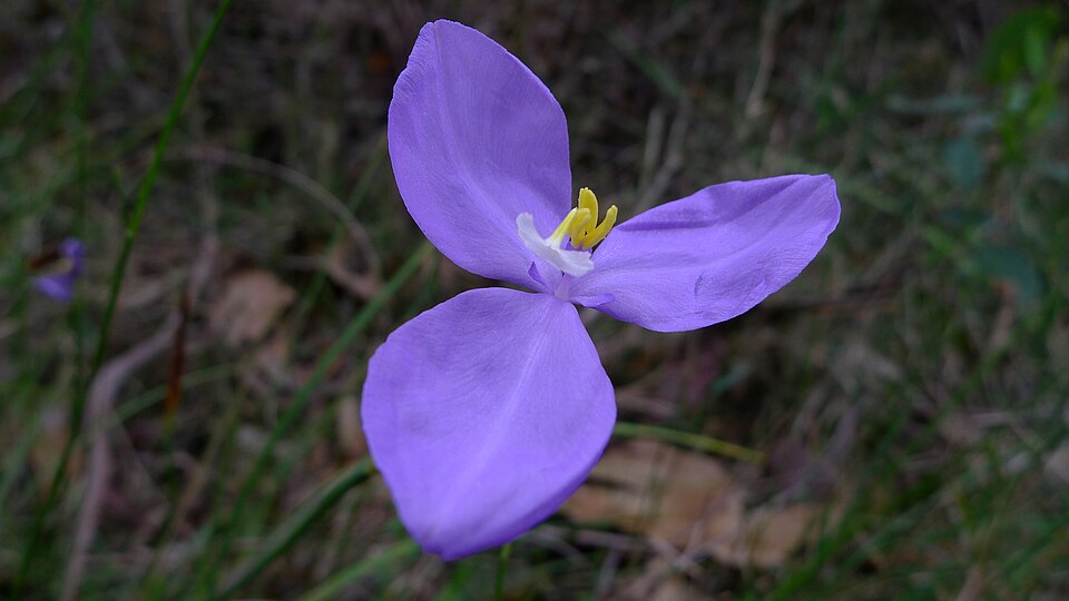 Patersonia glabrata (Leafy Purple Flag) (alternate view 4)