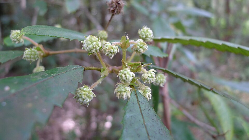 Callicoma serratifolia (Callicoma) (alternate view 8)