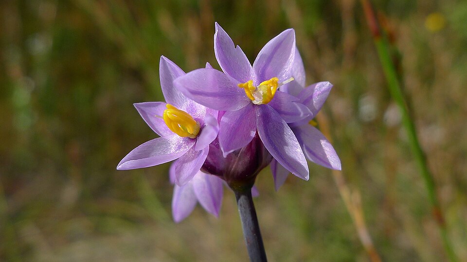 Sowerbaea juncea (Rush Lily) (alternate view 3)