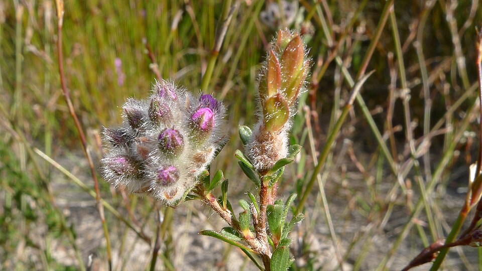 Kunzea capitata (Pink Kunzea) (alternate view 2)