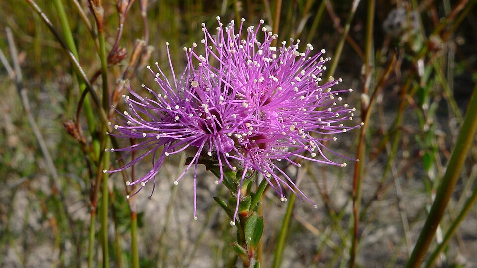 Kunzea capitata (Pink Kunzea) (alternate view 3)