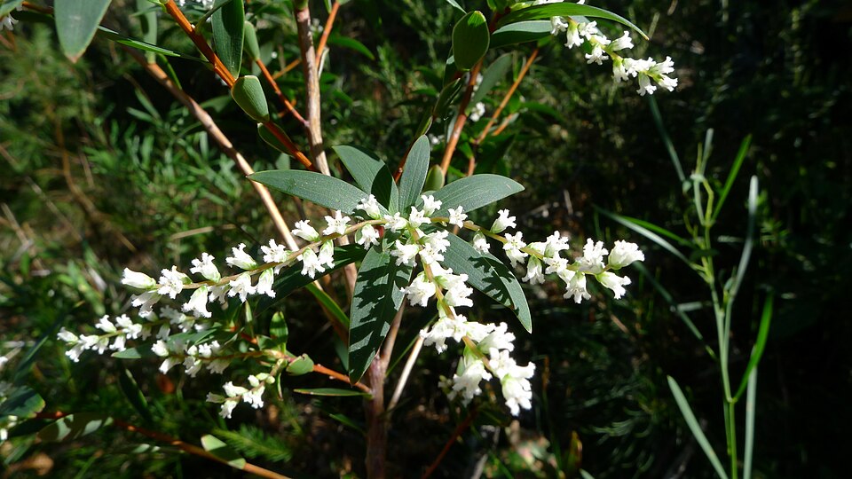 Leucopogon affinis (Lance Beard-heath) (alternate view 7)