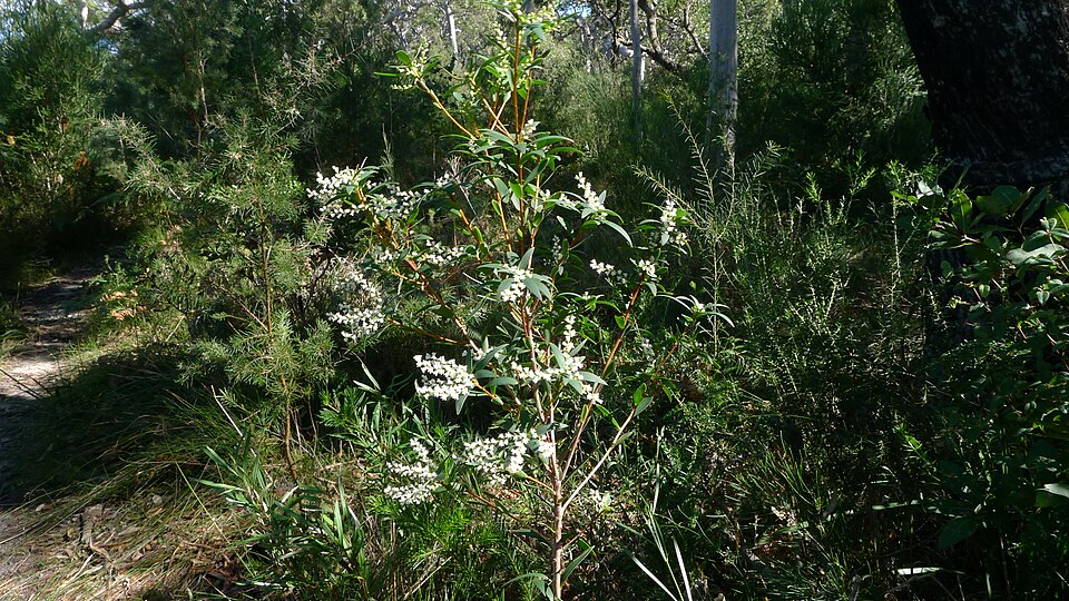 Leucopogon affinis (Lance Beard-heath) (alternate view 8)