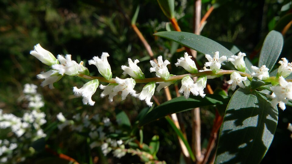 Leucopogon affinis (Lance Beard-heath) (alternate view 9)