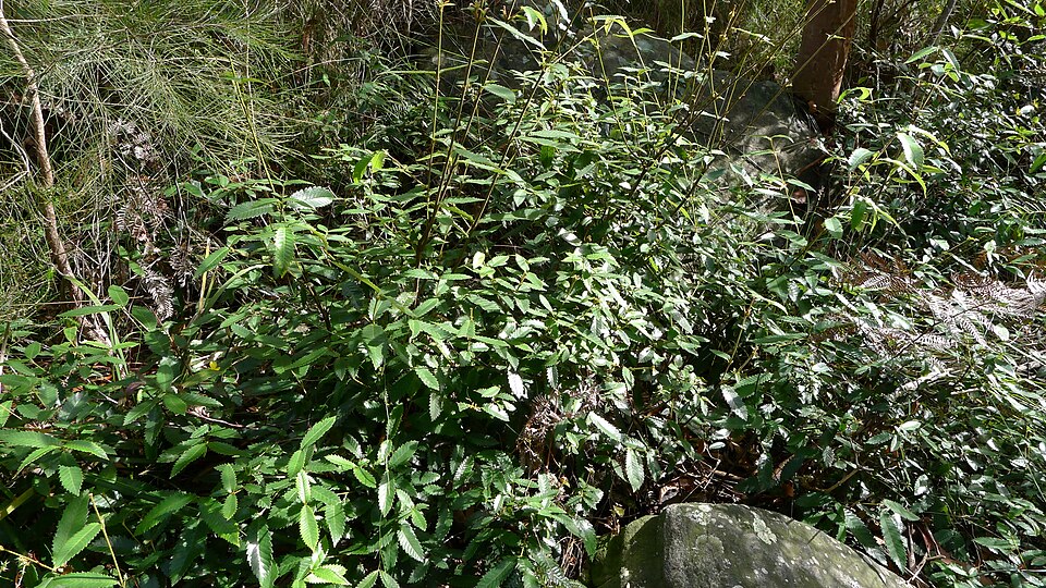 Callicoma serratifolia (Callicoma) (alternate view 9)