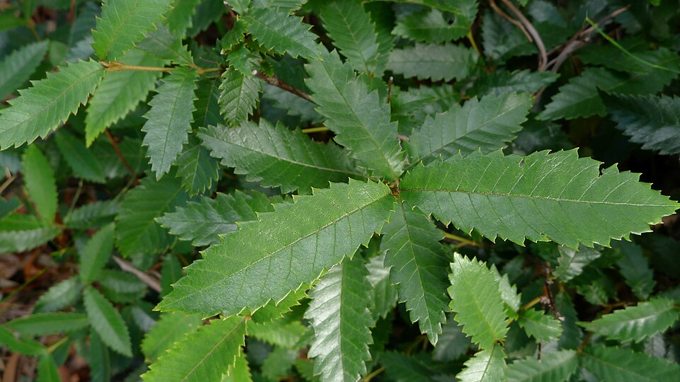 Callicoma serratifolia (Callicoma) (alternate view 10)