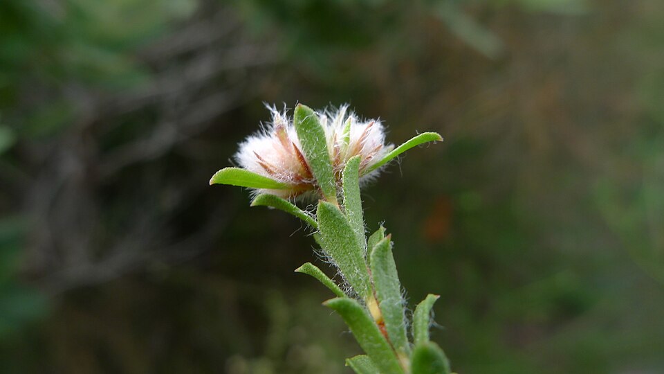 Kunzea capitata (Pink Kunzea) (alternate view 4)