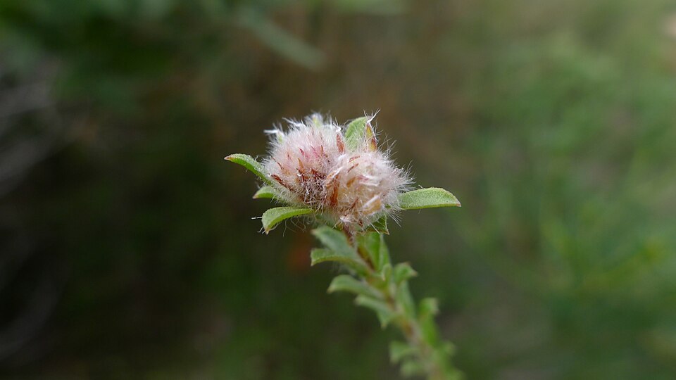 Kunzea capitata (Pink Kunzea) (alternate view 5)