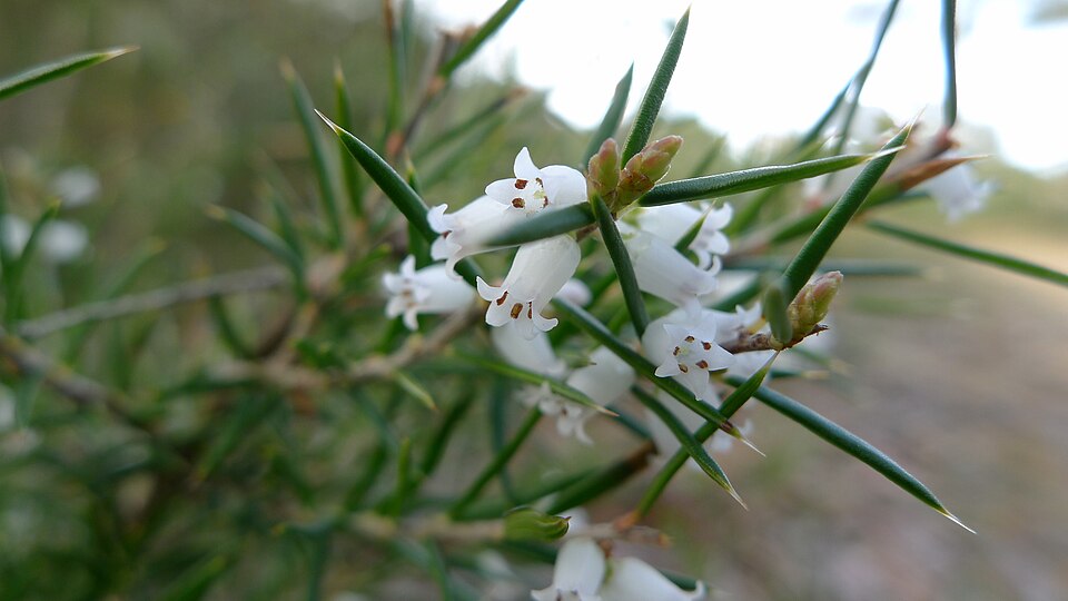 Lissanthe strigosa (peach heath) (alternate view 6)