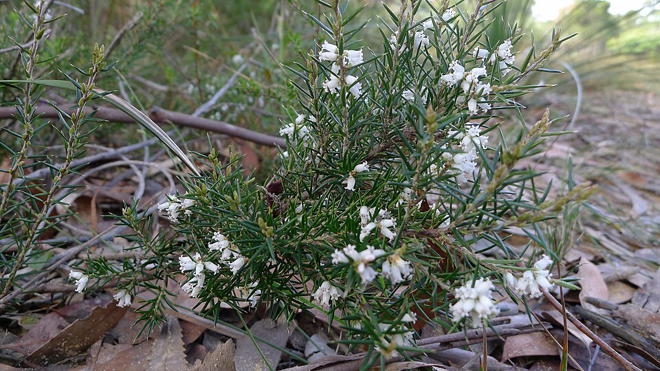 Lissanthe strigosa (peach heath) (alternate view 7)