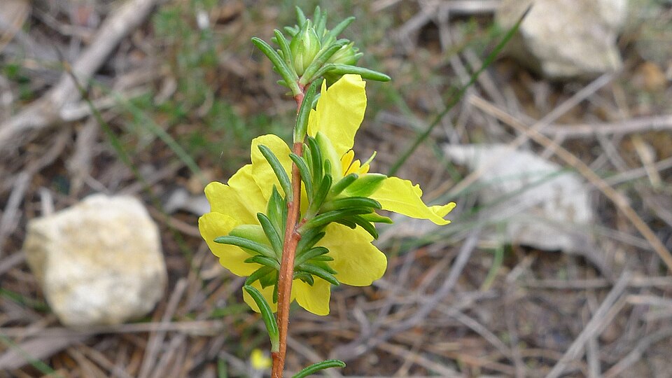 Hibbertia fasciculata (bundled hibbertia) (alternate view 2)