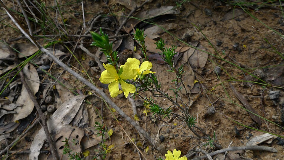 Hibbertia fasciculata (bundled hibbertia) (alternate view 3)