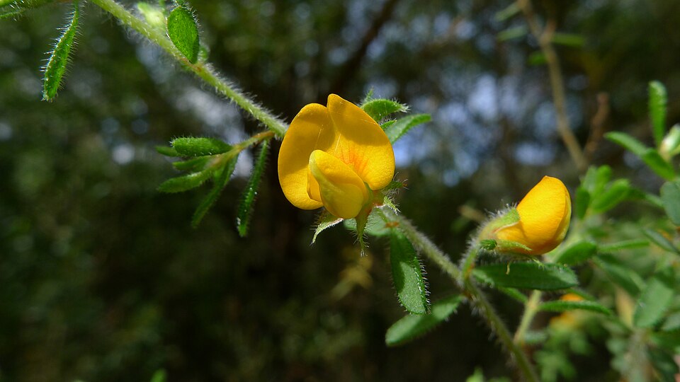 Pultenaea villosa (Hairy Bush-pea) (alternate view 7)