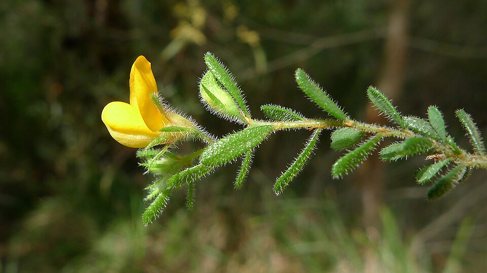 Pultenaea villosa (Hairy Bush-pea) (alternate view 8)