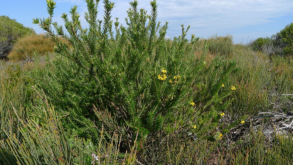 Dillwynia floribunda (Parrot Pea) (alternate view 7)