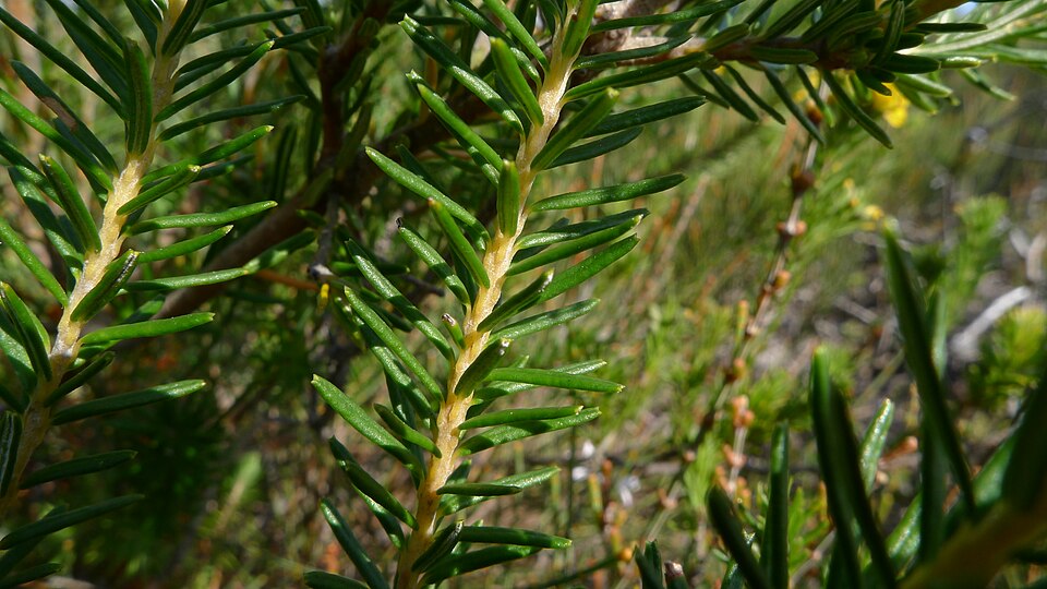 Dillwynia floribunda (Parrot Pea) (alternate view 8)