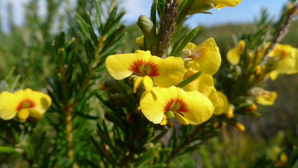 Dillwynia floribunda (Parrot Pea) (alternate view 9)