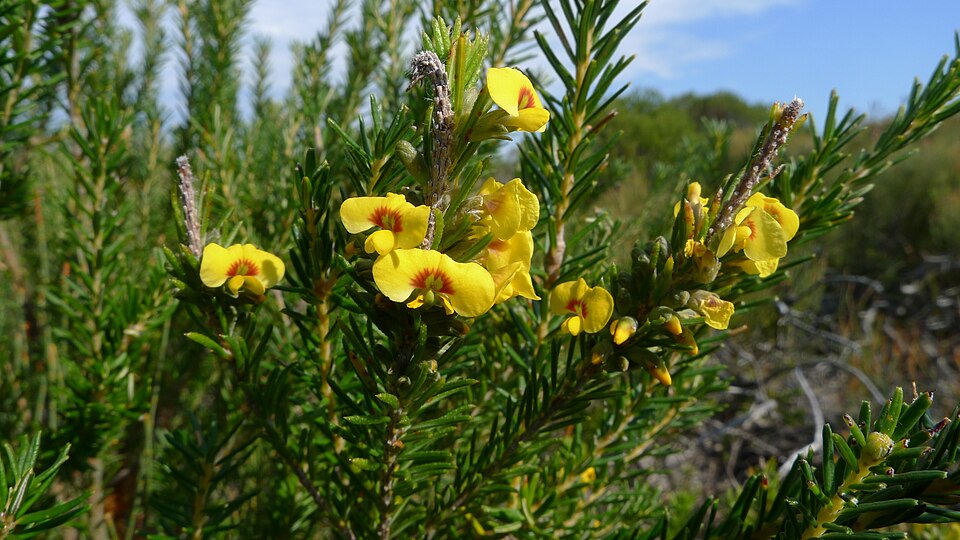 Dillwynia floribunda (Parrot Pea) (alternate view 10)
