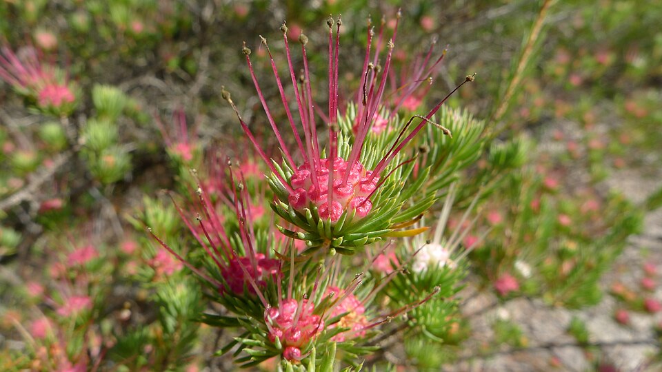 Darwinia fascicularis (clustered darwinia) (alternate view 2)