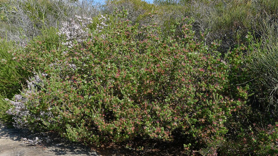 Darwinia fascicularis (clustered darwinia) (alternate view 3)