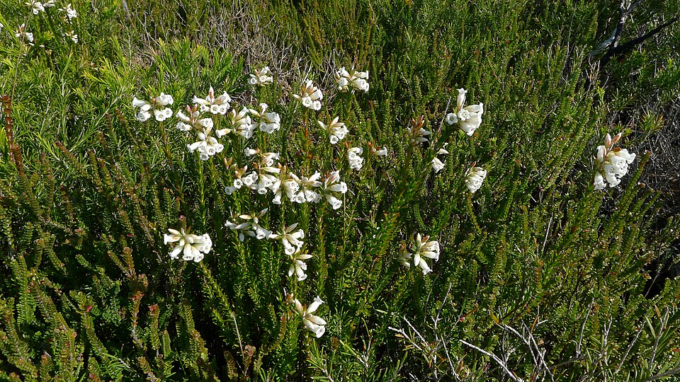 Epacris obtusifolia (blunt-leaf heath) (alternate view 4)