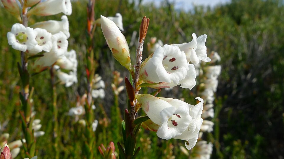 Epacris obtusifolia (blunt-leaf heath) (alternate view 5)