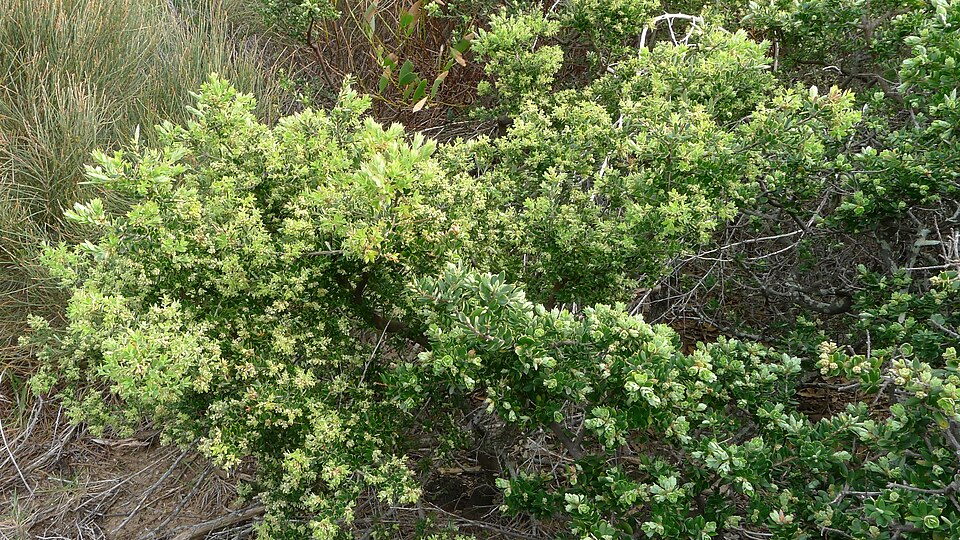 Monotoca elliptica (Tree Broom-heath) (alternate view 2)