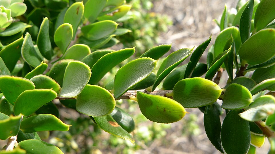 Monotoca elliptica (Tree Broom-heath) (alternate view 3)