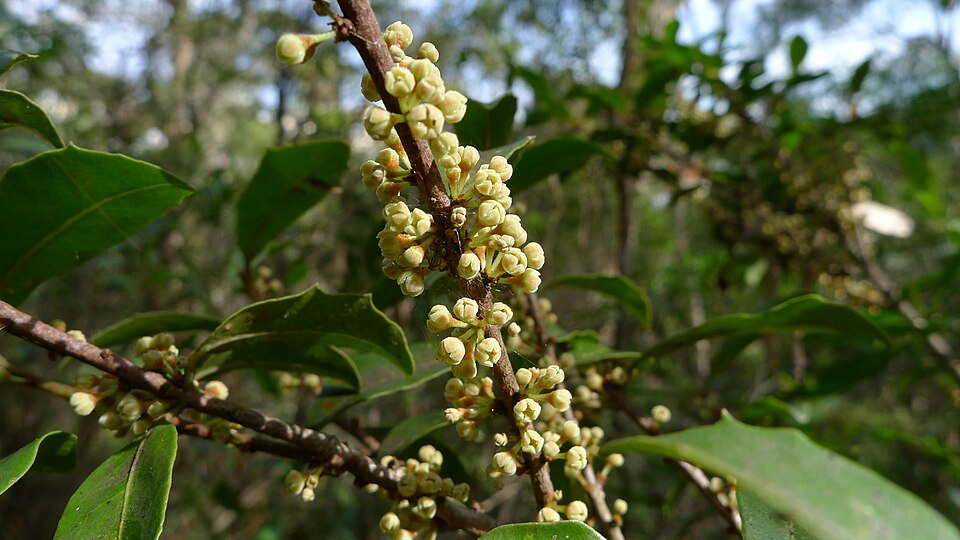 Myrsine variabilis (Variable Muttonwood) (alternate view 10)