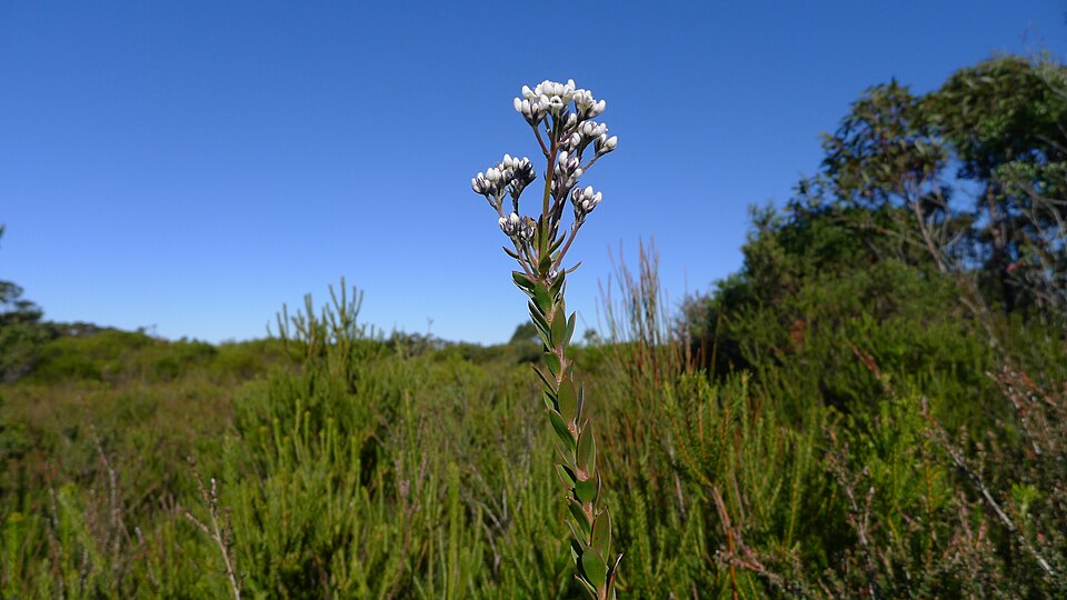 Conospermum taxifolium (Paint Brush) (alternate view 7)