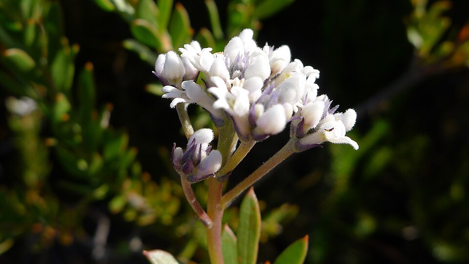 Conospermum taxifolium (Paint Brush) (alternate view 8)
