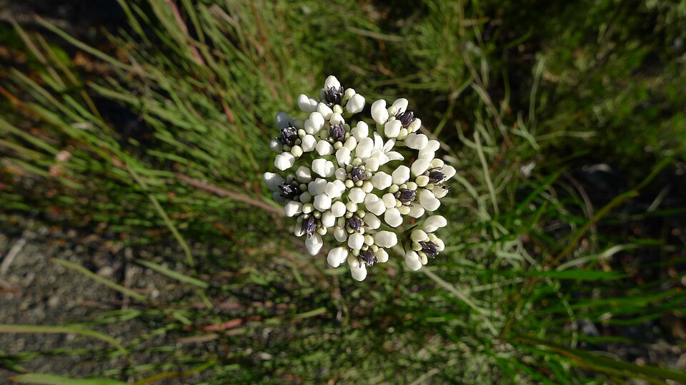 Conospermum longifolium (Smoke Bush) (alternate view 4)