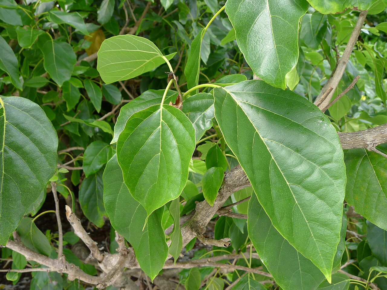 Cordia subcordata, Kou — spreading evergreen (Boraginaceae) (image 6 of 6)