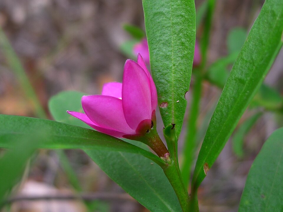 Crowea saligna (willow-leaved crowea)