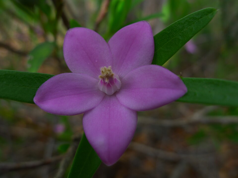Crowea saligna (willow-leaved crowea) (alternate view 2)
