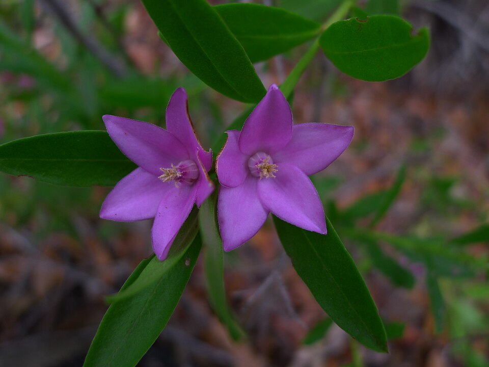 Crowea saligna (willow-leaved crowea) (alternate view 3)