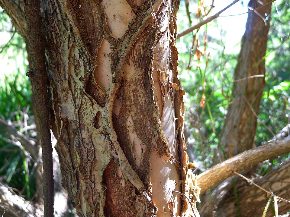 Melaleuca styphelioides (Prickly-leaved Paperbark) (alternate view 4)