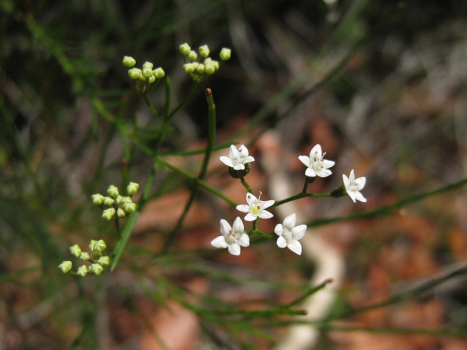 Platysace linearifolia (Carrot Tops) (alternate view 10)