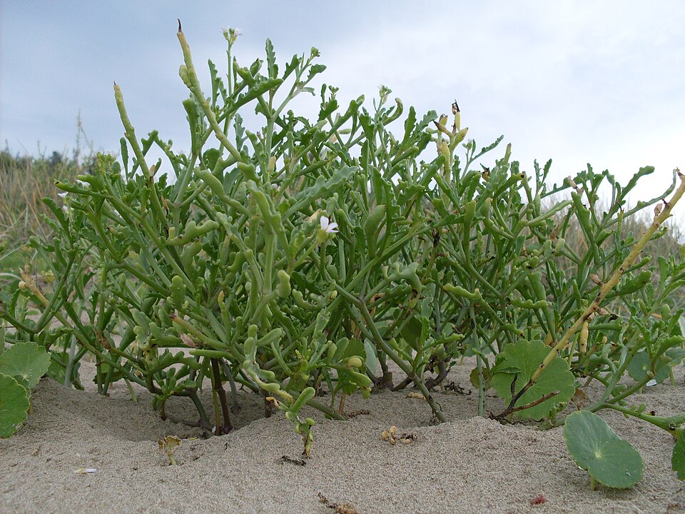 Cakile edentula (American searocket) (alternate view 7)